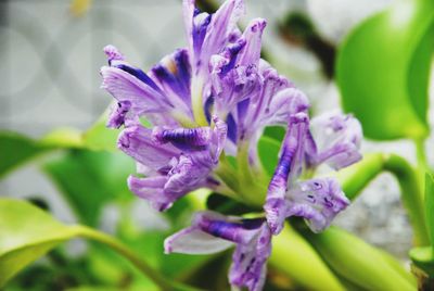 Close-up of purple flowering plant