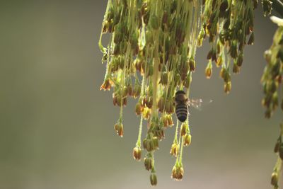 Close-up of bee pollinating on flowers