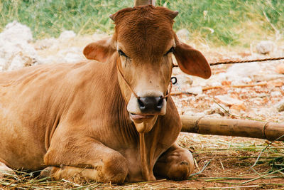 Cattle market