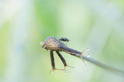 Close-up of insect on leaf