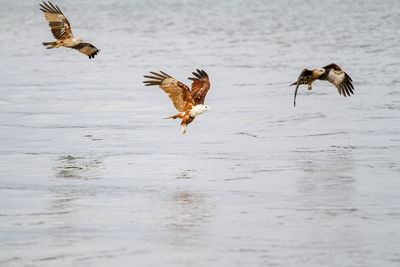 Birds flying over the water