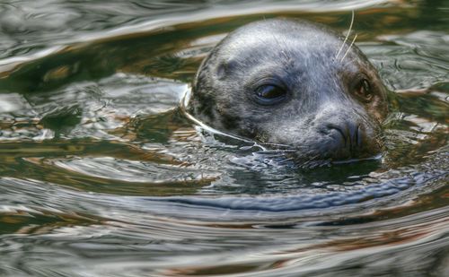 Close-up of sea lion swimming in sea