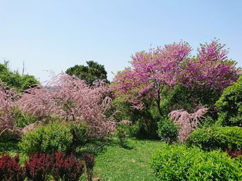 Pink flowers on tree