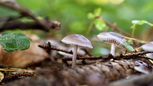 Close-up of mushroom growing on field