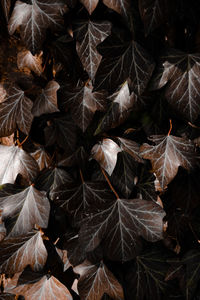 Full frame shot of dried leaves