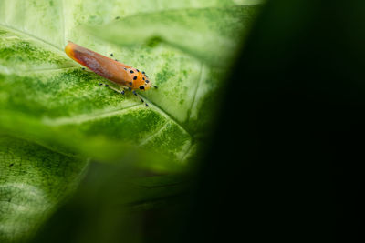 Close-up of insect