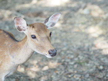 Close-up of deer on land