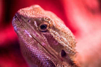 Close-up of lizard