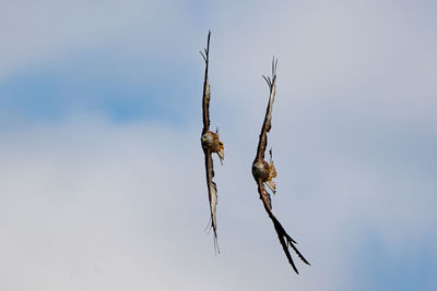 Close-up of dry plant against sky