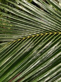 Full frame shot of palm leaf