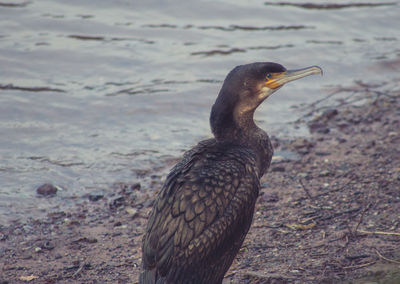 Close up of an animal