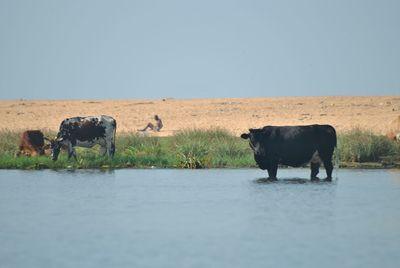 Cows on riverbank against clear sky