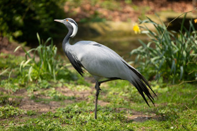 View of a bird on field