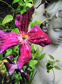 Close-up of purple flowers blooming outdoors