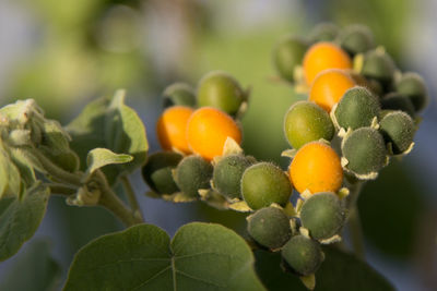 Close-up of fruits growing on plant