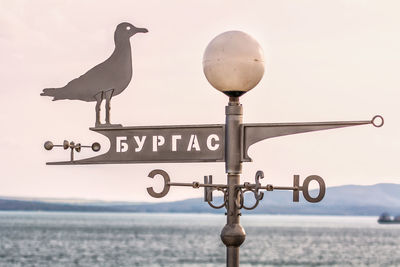 Close-up of seagull perching on pole against sea