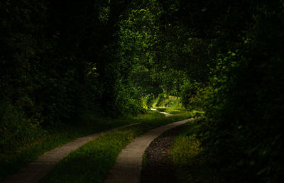 Road amidst trees in forest