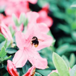 Close-up of insect on pink flower