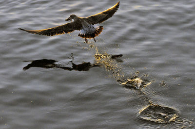 High angle view of seagulls flying over lake