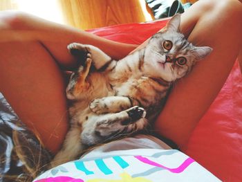 Portrait of cat with woman sitting on sofa