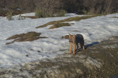 Fox on field