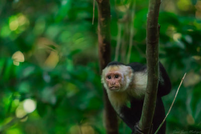 Portrait of monkey on tree in forest