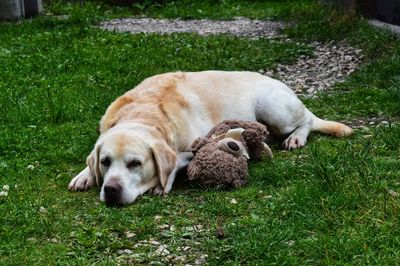 Dog sleeping in grass