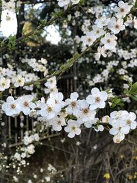 Close-up of white cherry blossoms in spring