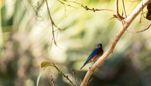 Eastern bluebird sialia sialis on a palm tree in naples, florida.