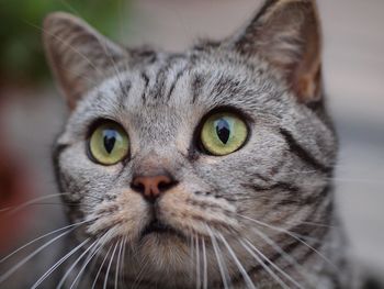 Close-up portrait of cat