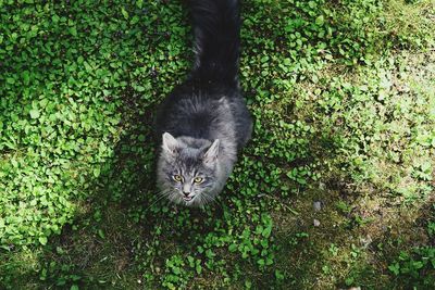 Portrait of cat