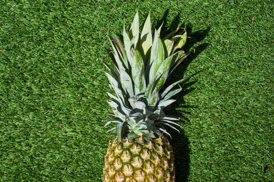 Close-up of pineapple on field