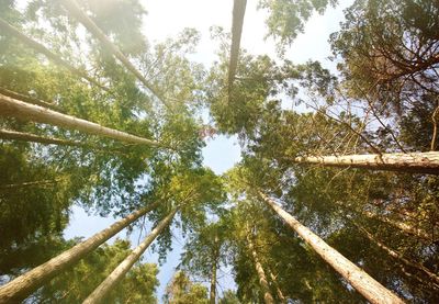 Low angle view of bamboo trees in forest