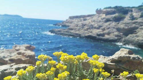 Close-up of yellow flowers growing by sea against clear sky