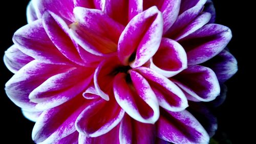 Close-up of flower blooming outdoors