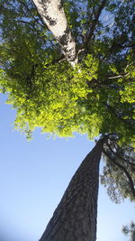 Low angle view of tree against sky