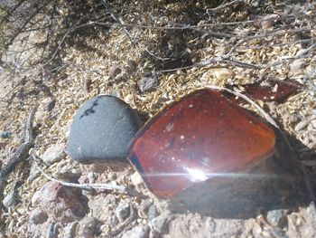 High angle view of seashells on beach