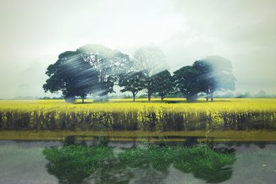 Trees growing on field by lake against sky