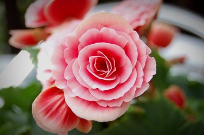 Close-up of pink rose blooming outdoors