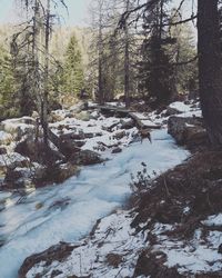 Scenic view of stream amidst trees during winter