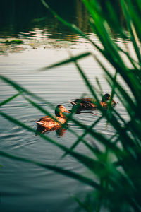 High angle view of ducks on lake