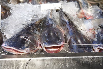Close-up of dead animal
