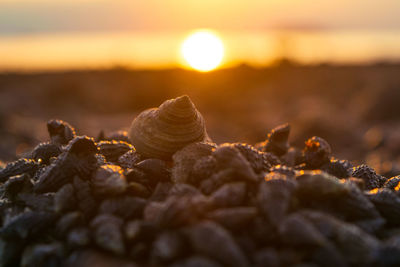 Close-up of rocks at beach against sky during sunset