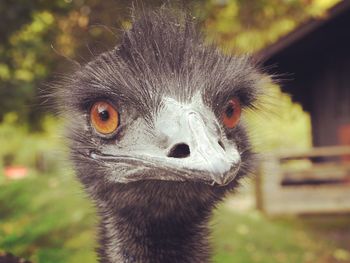 Close-up portrait of ostrich