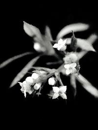 Close-up of cat on flowers blooming against black background