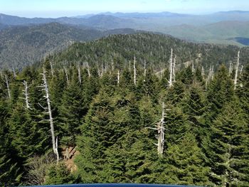 Pine trees in forest