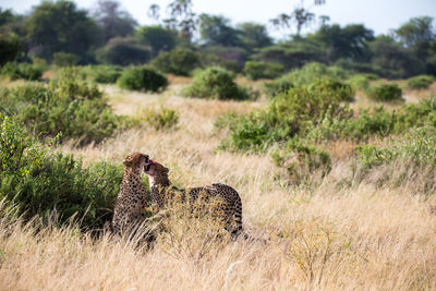 Giraffe in a field