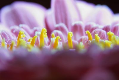 Close-up of purple crocus flowers