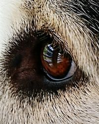 Close-up of animal eye