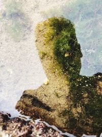 High angle view of plant on sea shore